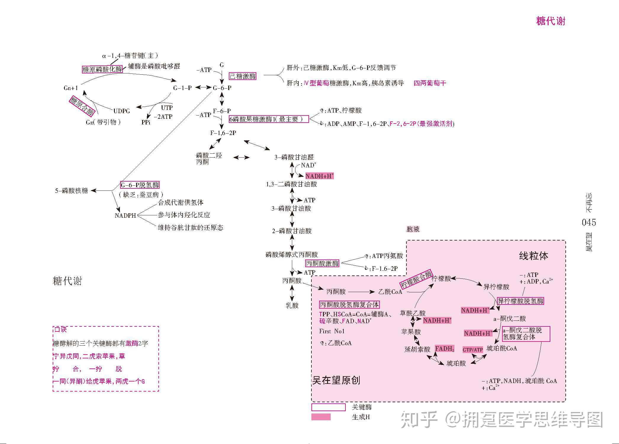 生物化学-糖代谢-思维导图笔记串联图 - 知乎