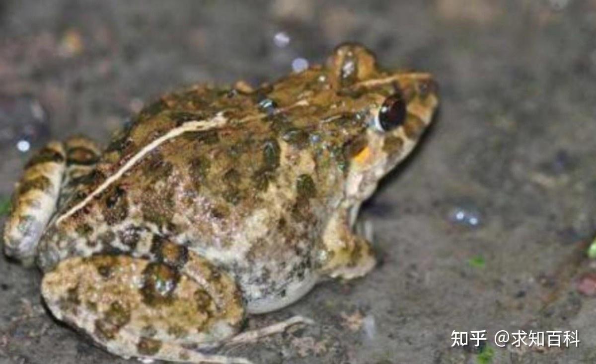 泰国蛙矿,从养殖到出口一条龙服务,田鸡虽好吃但也要注意安全 - 知乎