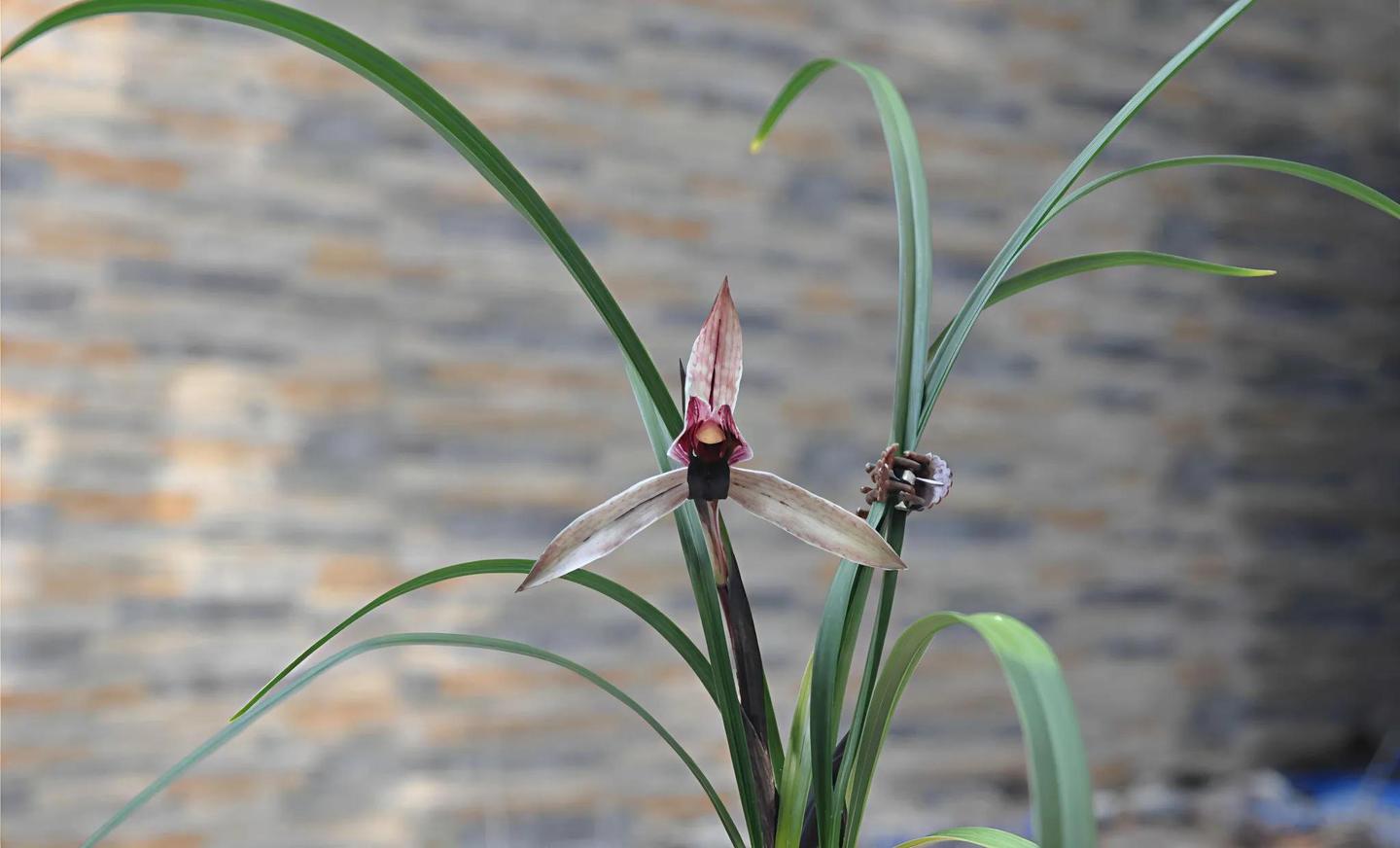 兰花赏析：春兰红花名品鉴赏之九大经典品种解析- 知乎