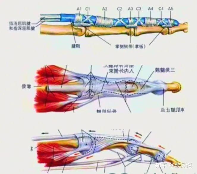 腕关节及手部解剖 - 知乎