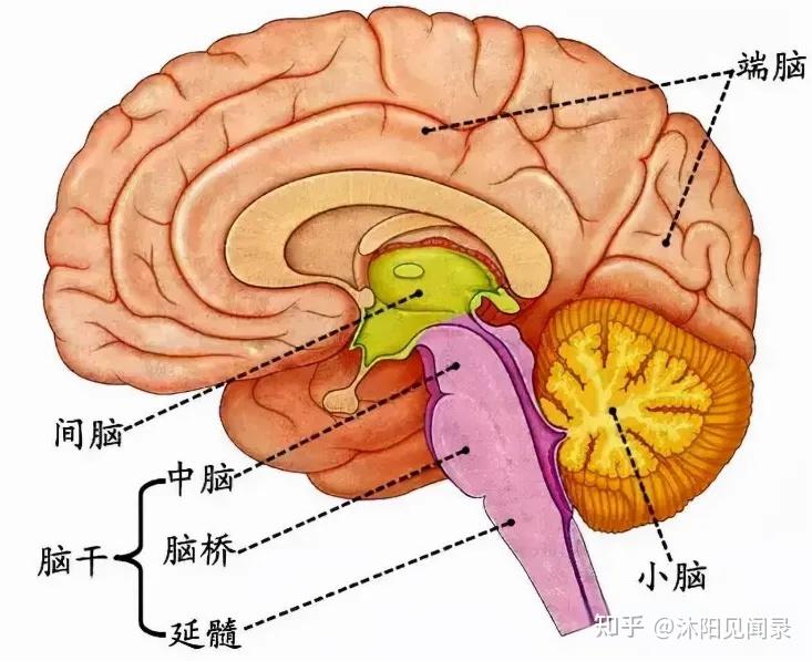 神经系统构成与功能 - 知乎