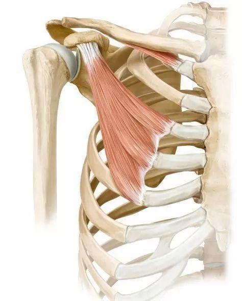 肩关节肌骨解剖学由肩胛胸壁关节来看肩关节损伤深度
