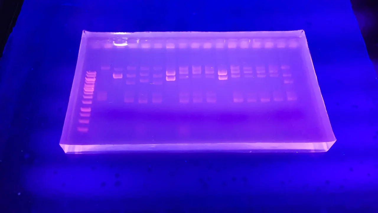 How Does One Visualise Dna On An Agarose Gel