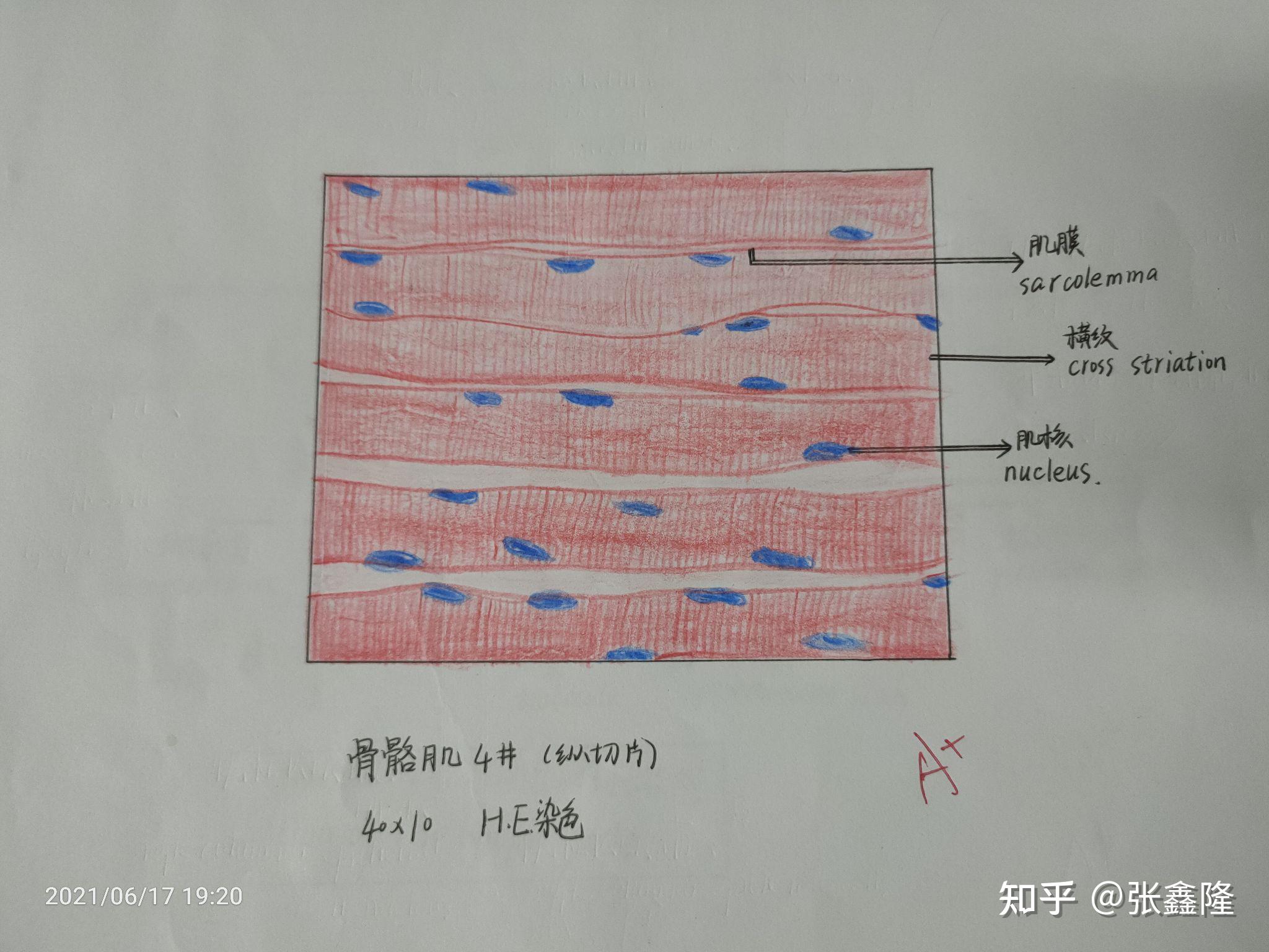 组胚红蓝铅笔绘图(∠( 31 」∠)