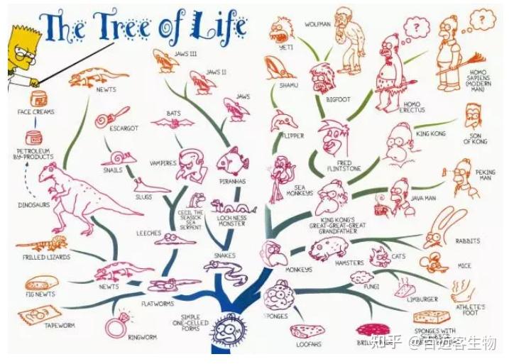 系统发育树(phylogenetic tree),又称系统发生树,演化树,进化树,系统