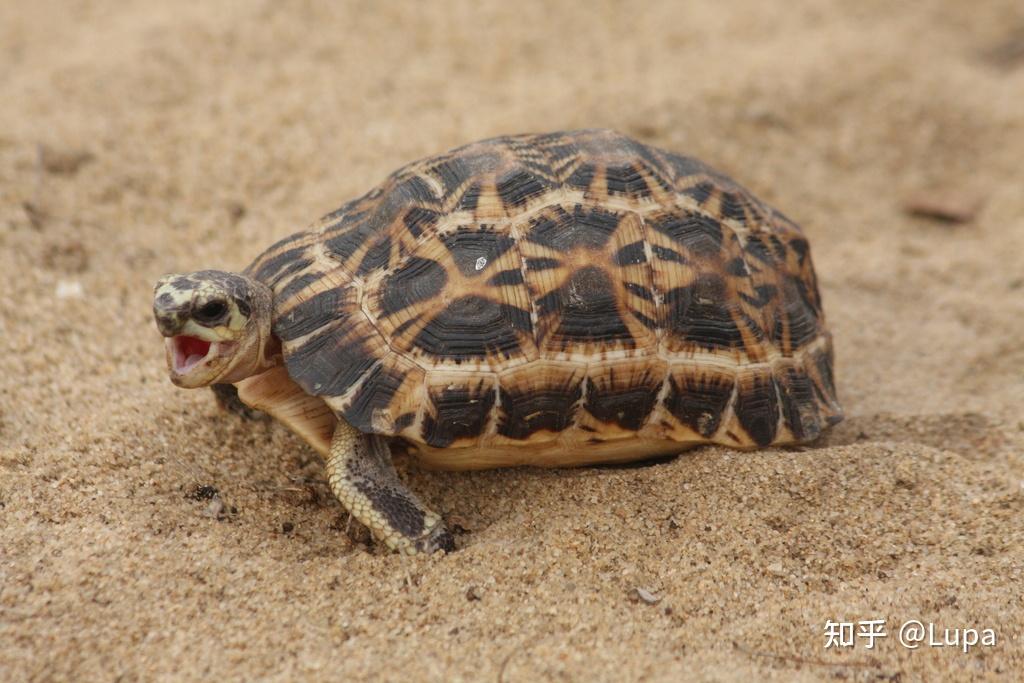 pyxis arachnoides陆龟中唯一一种胸甲有关节可以折合的种类(即可以