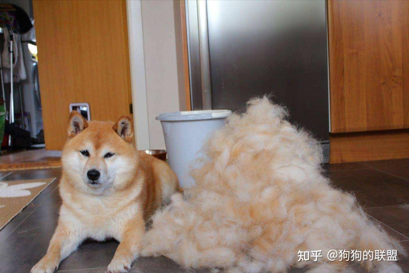日本网友家的柴犬疯狂掉毛，铲屎官苦中作乐的日常-次元法典