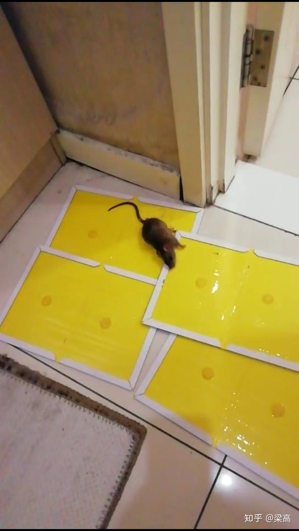 老鼠躲在冰箱压缩机图图片