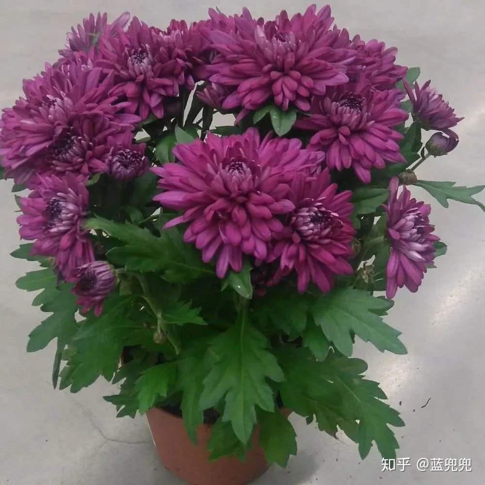 v2-08fefbd35f0b74ac9ff544348c607427_r.jpg