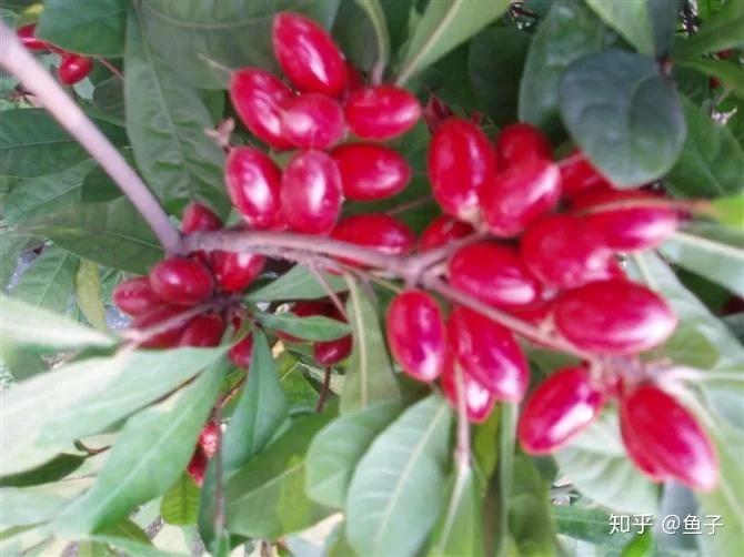 不可思议,能改变味觉的神秘果!