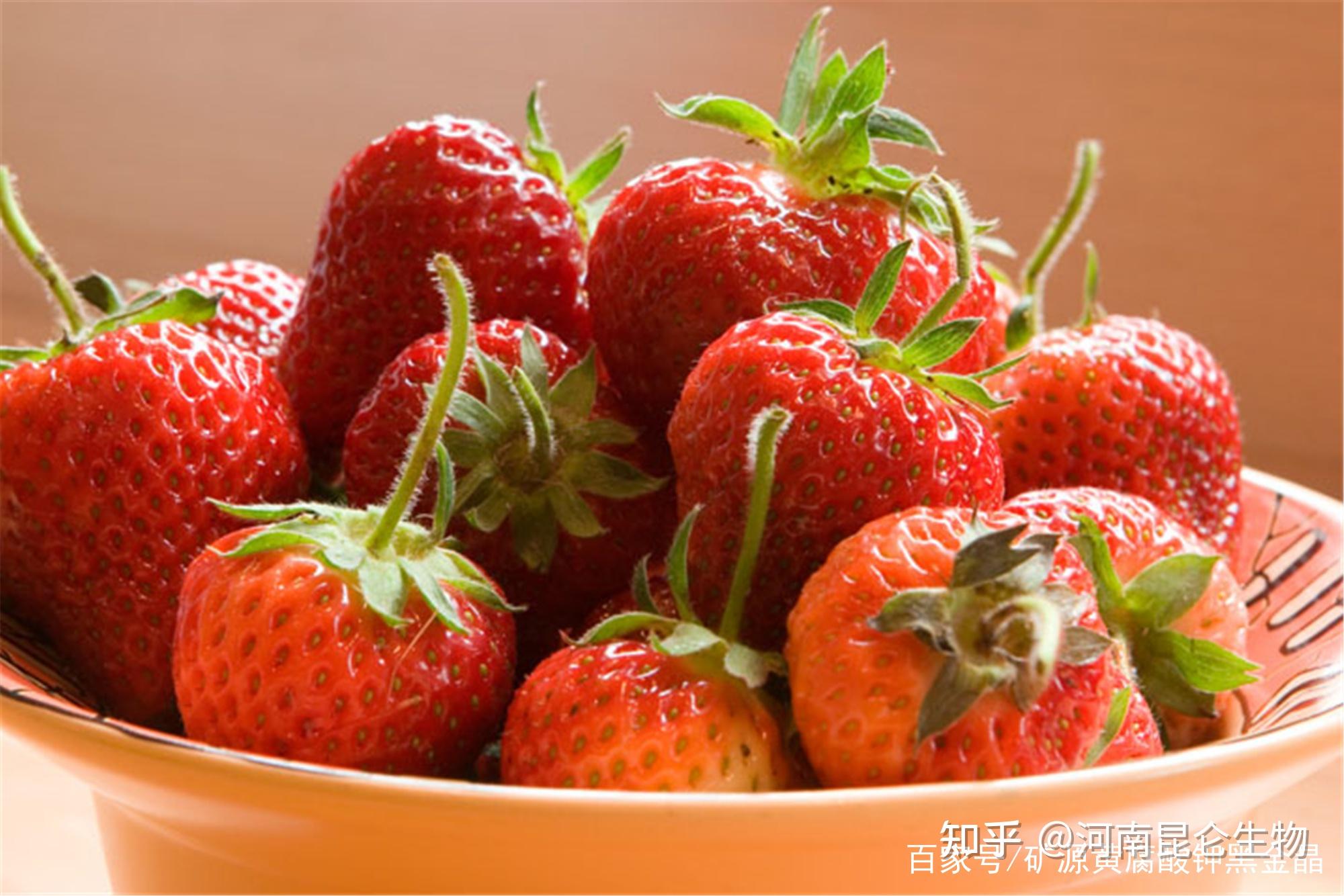 草莓定植用什么肥？这篇文章为你揭晓 - 知乎
