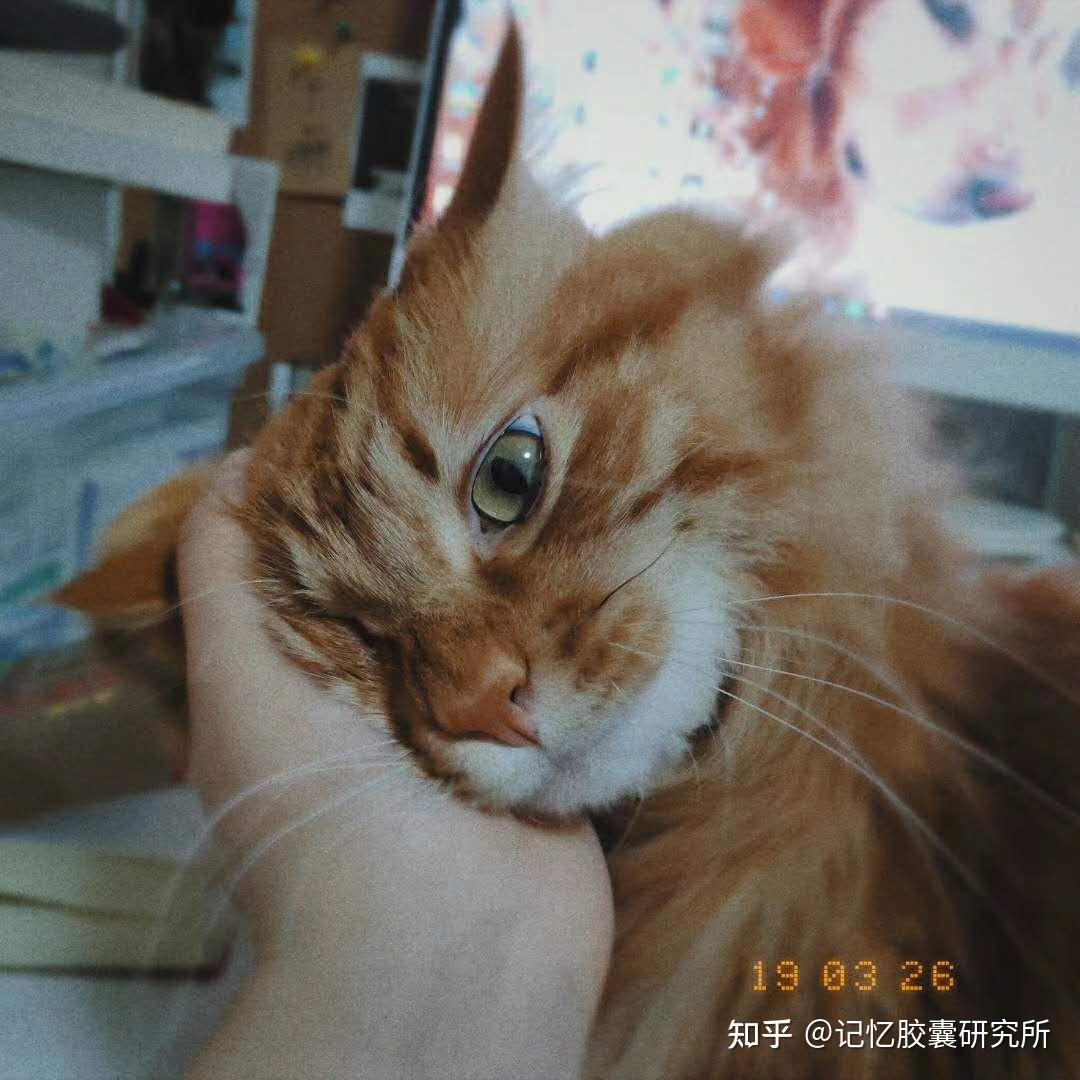 [红色胶囊]猫精小白与铁拳小肥的故事（下） - 知乎