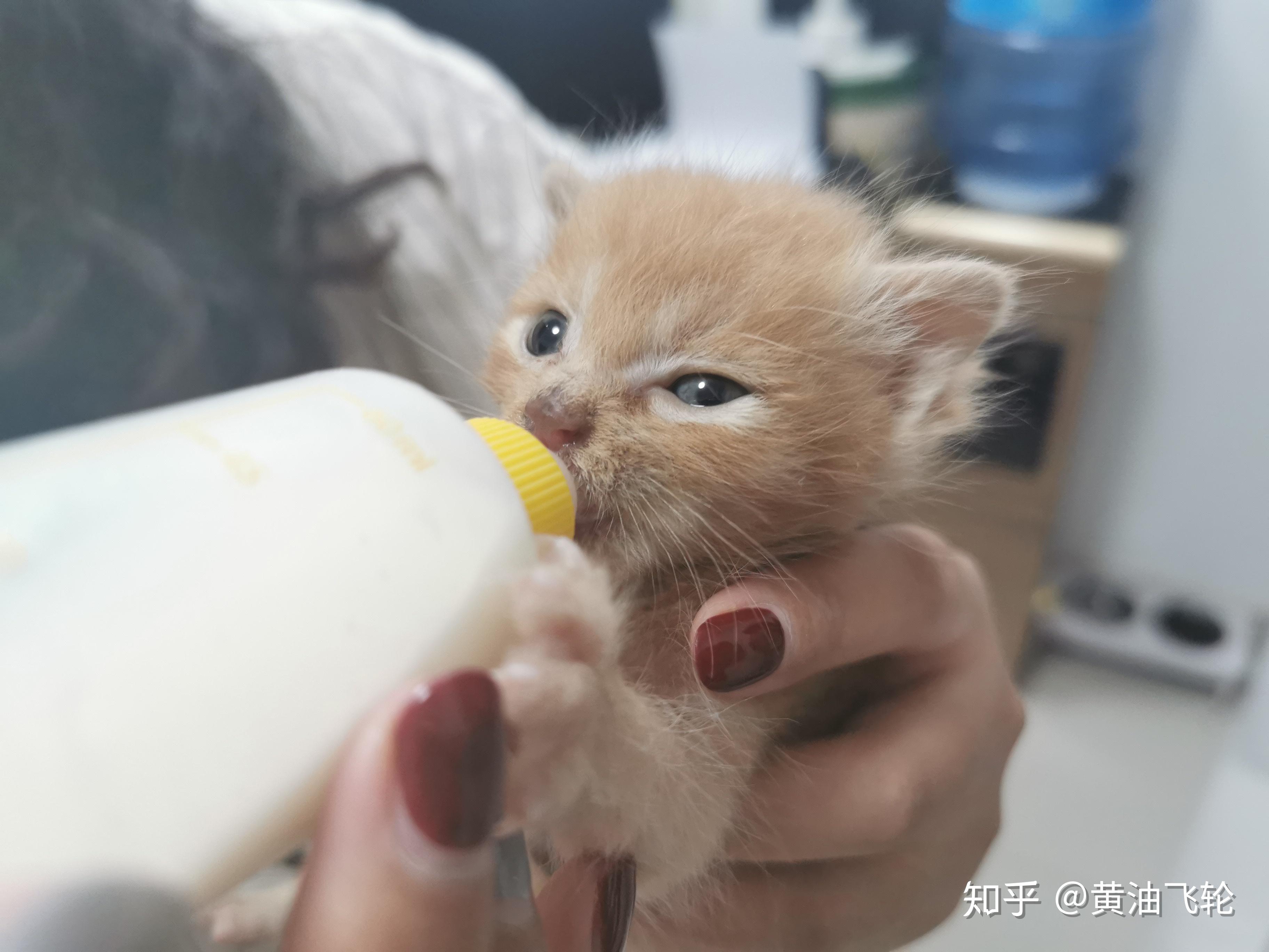刚出生的暹罗猫|摄影|宠物摄影|摄影设计老师王林_原创作品-站酷ZCOOL