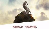 慎独狼文化搞垮一个团队一直独狼就够了