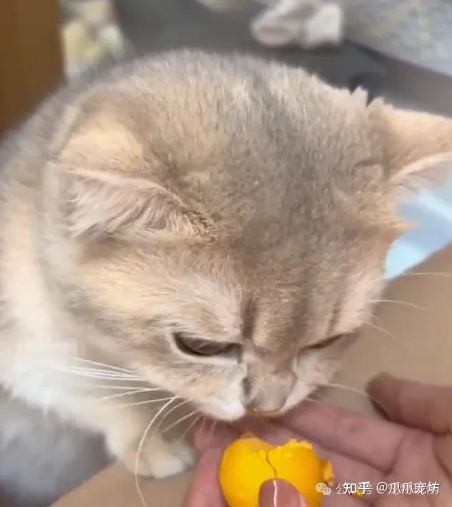 养猫后猫毛满天飞?老铲屎官亲测有效的解决办法,从根源减少掉毛超实用! - 知乎