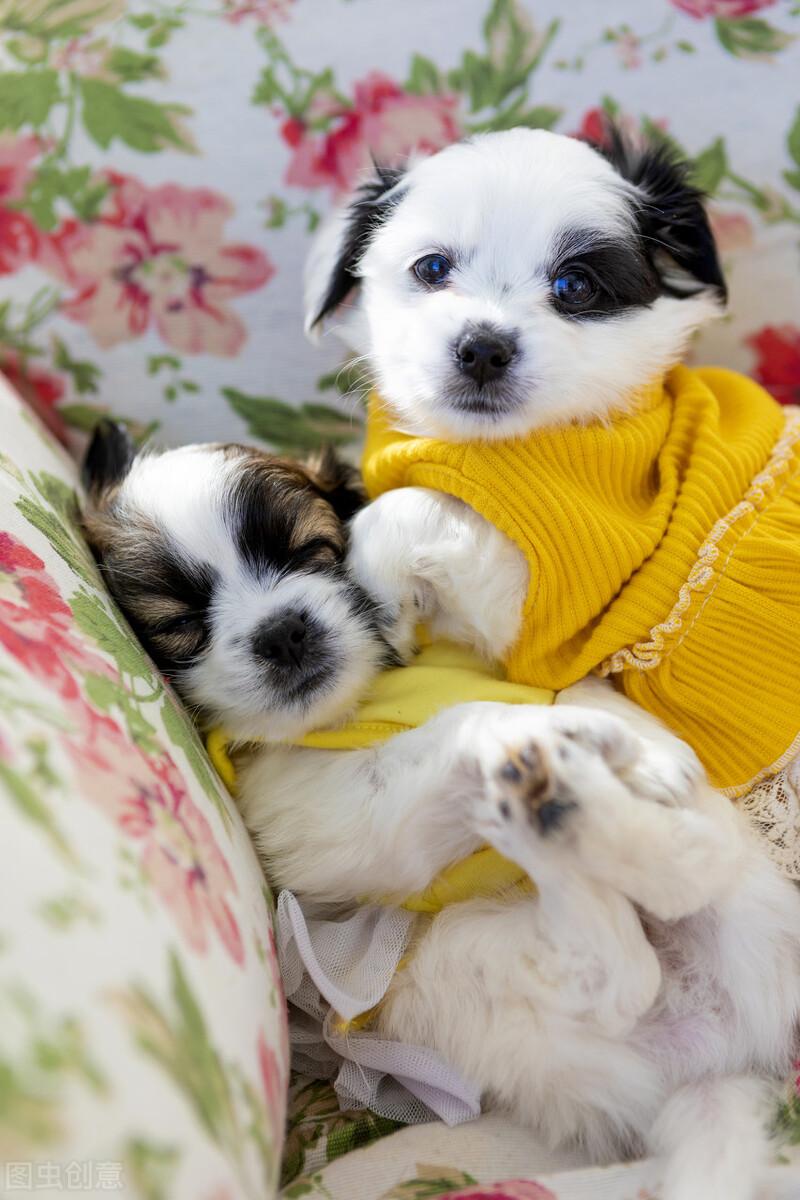 如何避免买到狗狗的新品种星期狗