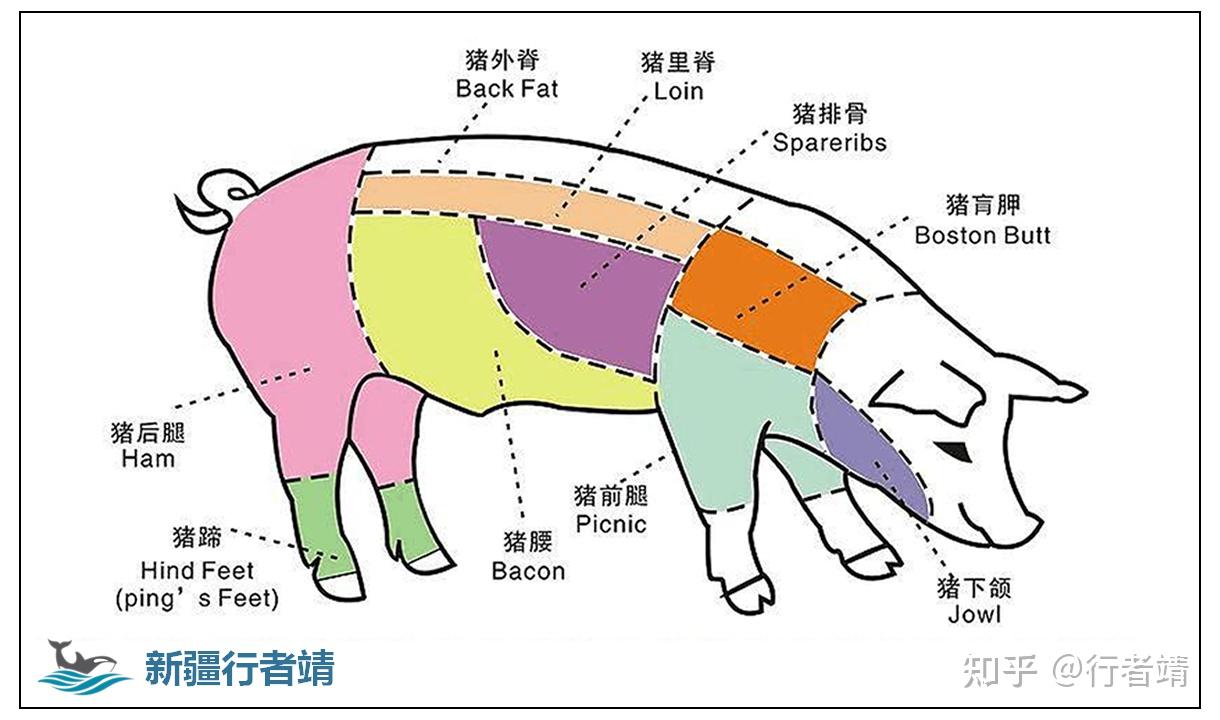 猪前胛肉 整猪分解图图片