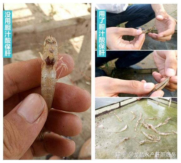 什么是动物肝脏 v2-093abd1423ac58698b3fa6c5044b0eeb_r.jpg