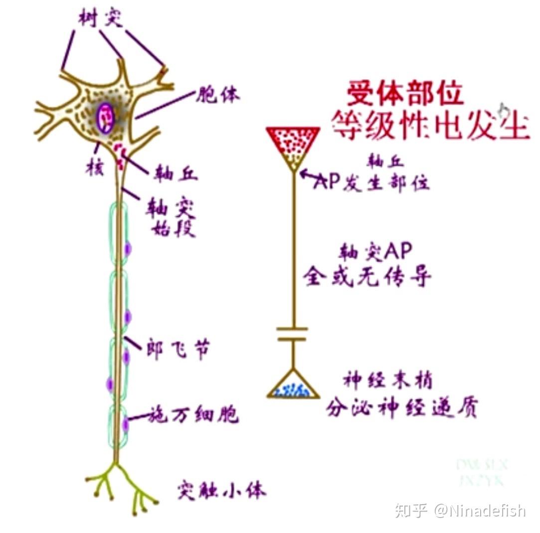 胞突图片