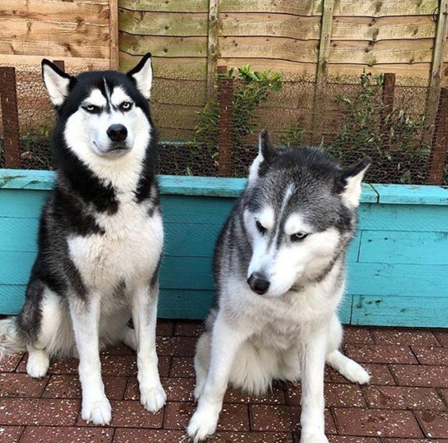 那个火遍朋友圈的单身狗,终终终终终终终于结婚了!