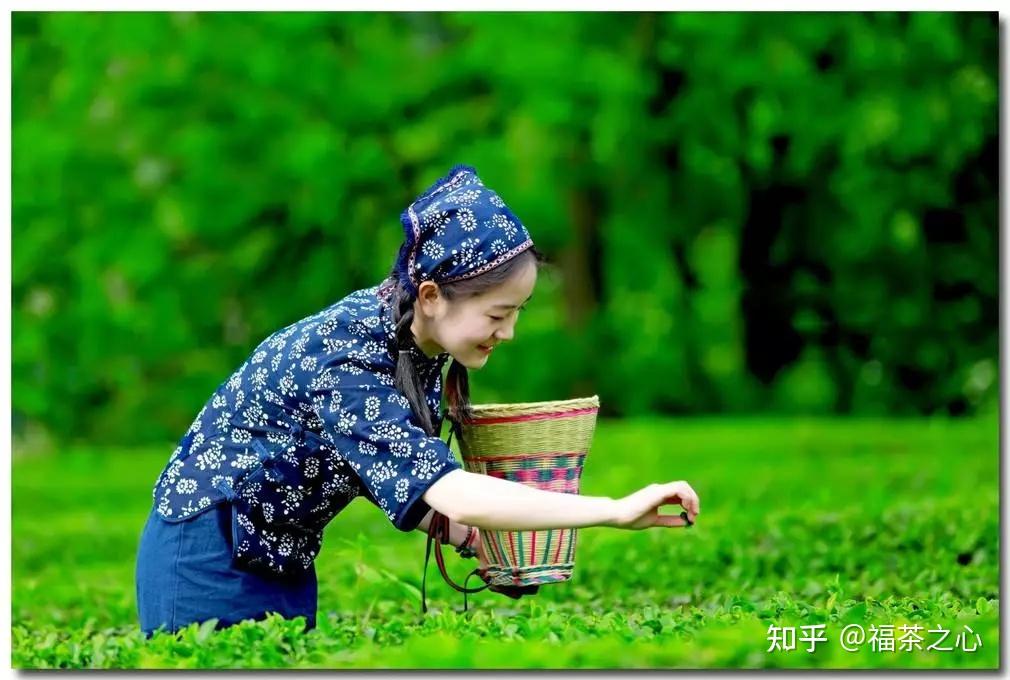 中国哪种茶的名字最美