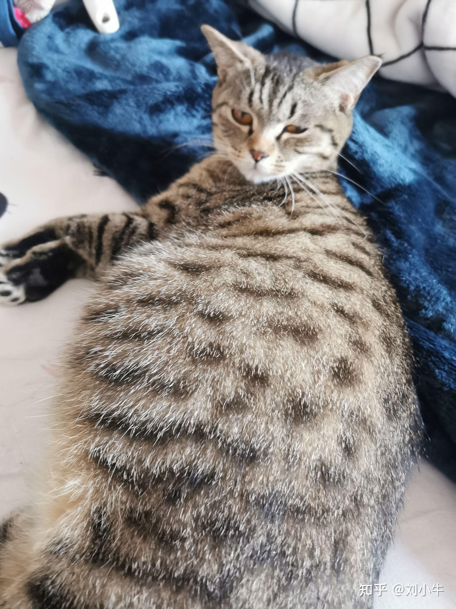 五一我的劳模梨花猫独立生下6只小崽崽(记录到满月)