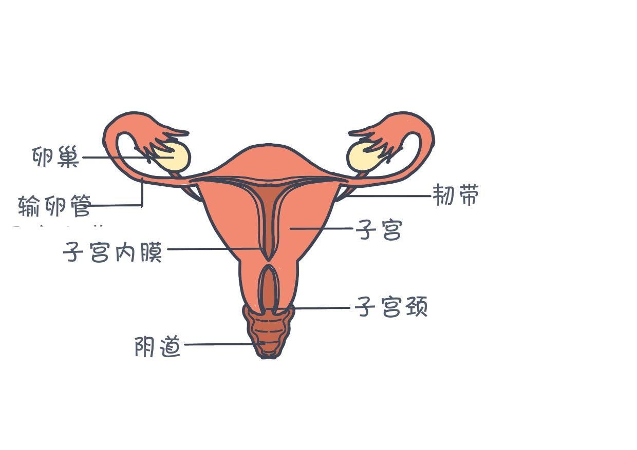 月经产生于女性重要的生殖器官