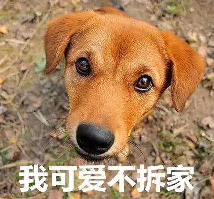 萌宠揭秘 土狗的背景竟如此强大 知乎