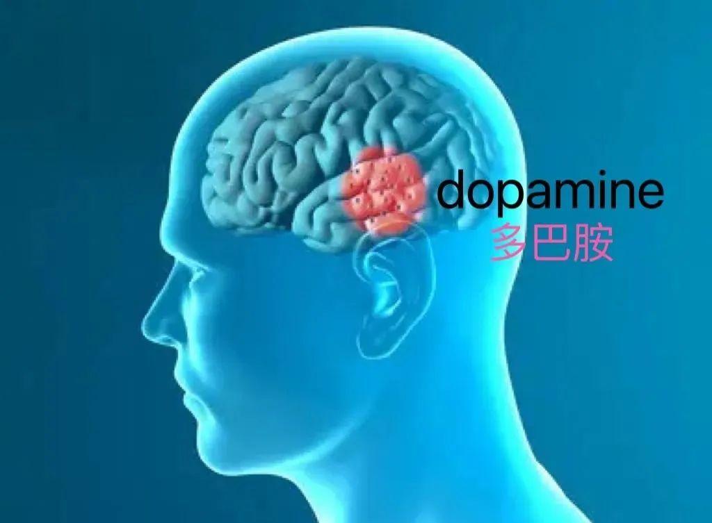 读懂多巴胺，几乎等于读懂成功、快乐 - 知乎
