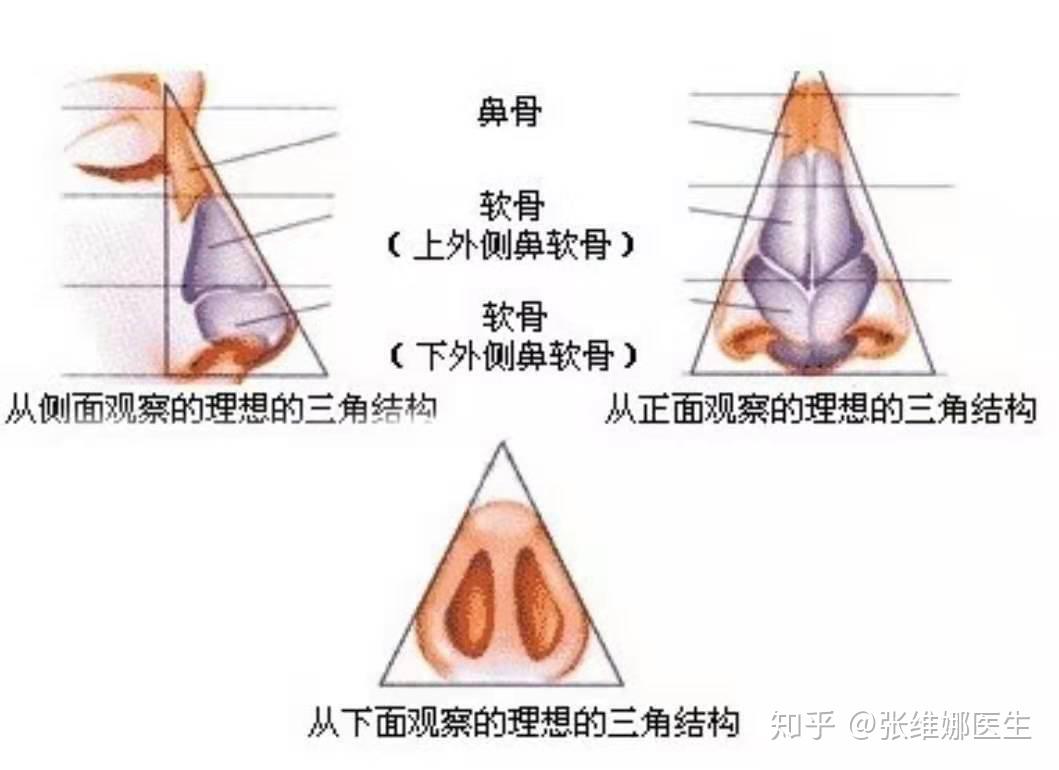 我们从人的鼻部解剖学结构进行分析一,捏鼻子让鼻梁变高变翘到底靠谱