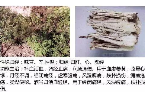 500余种中草药图  第408张