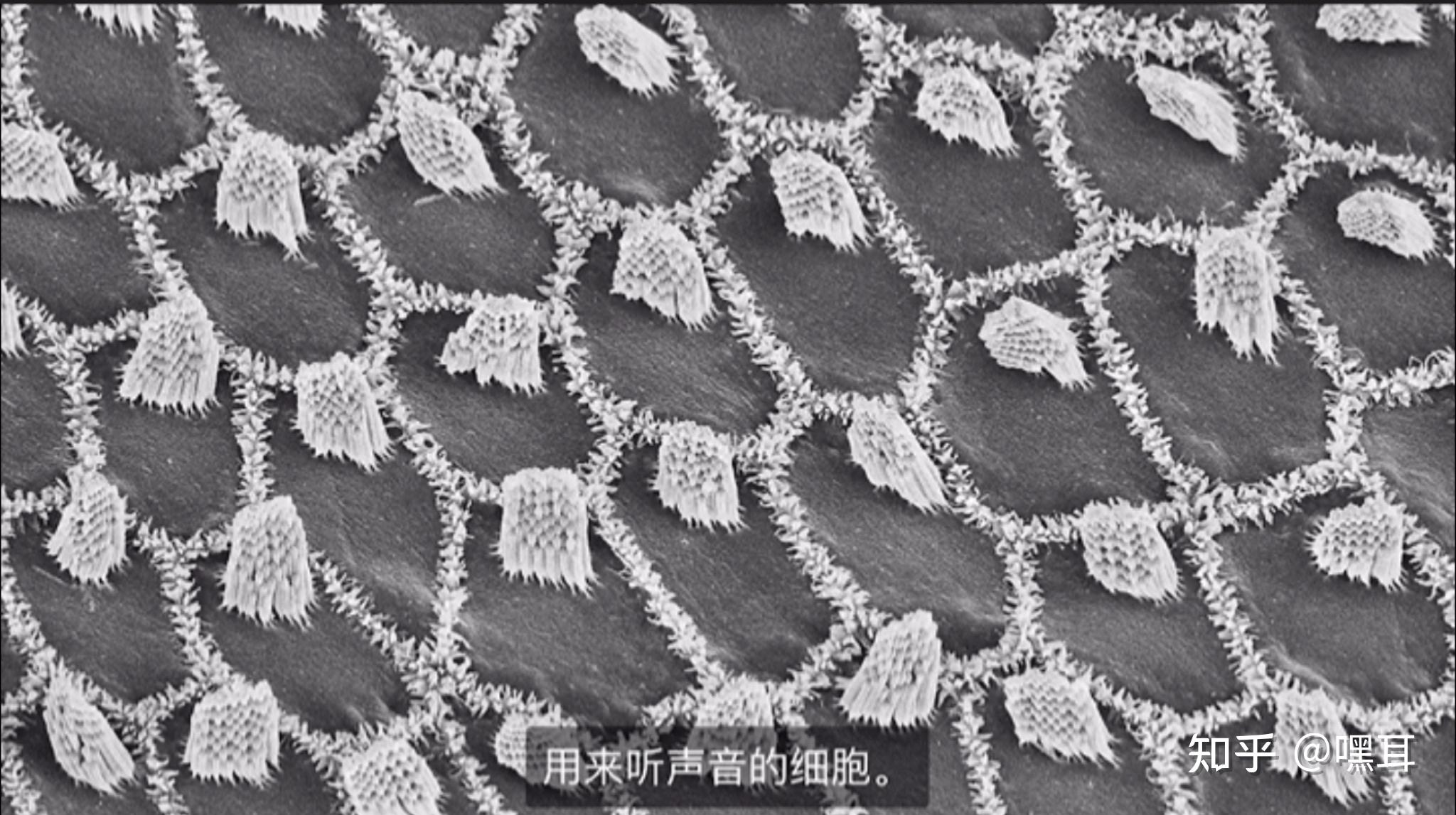 听觉背后美丽而神秘的科学