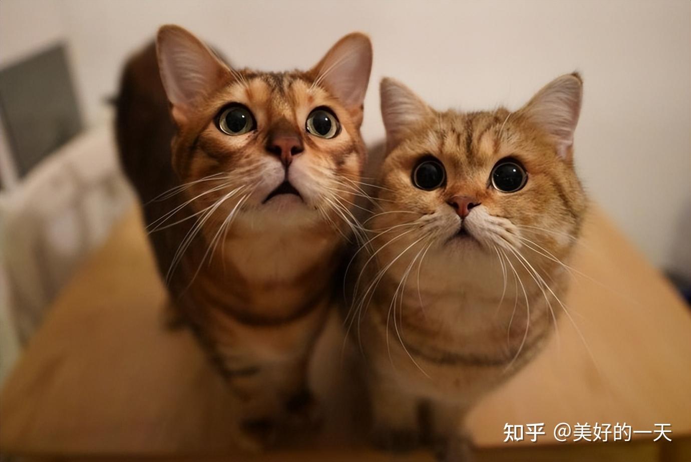 养猫，选“公猫”还是“母猫”好？过来人告诉你，差别很大 - 知乎