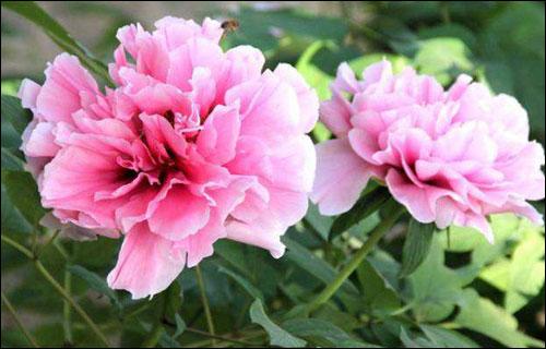 牡丹花叶子枯萎了,怎么办?