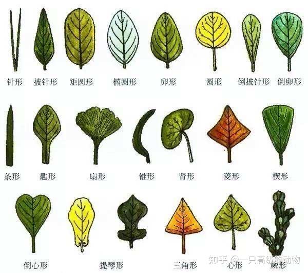 植物分类学笔记 - 知乎