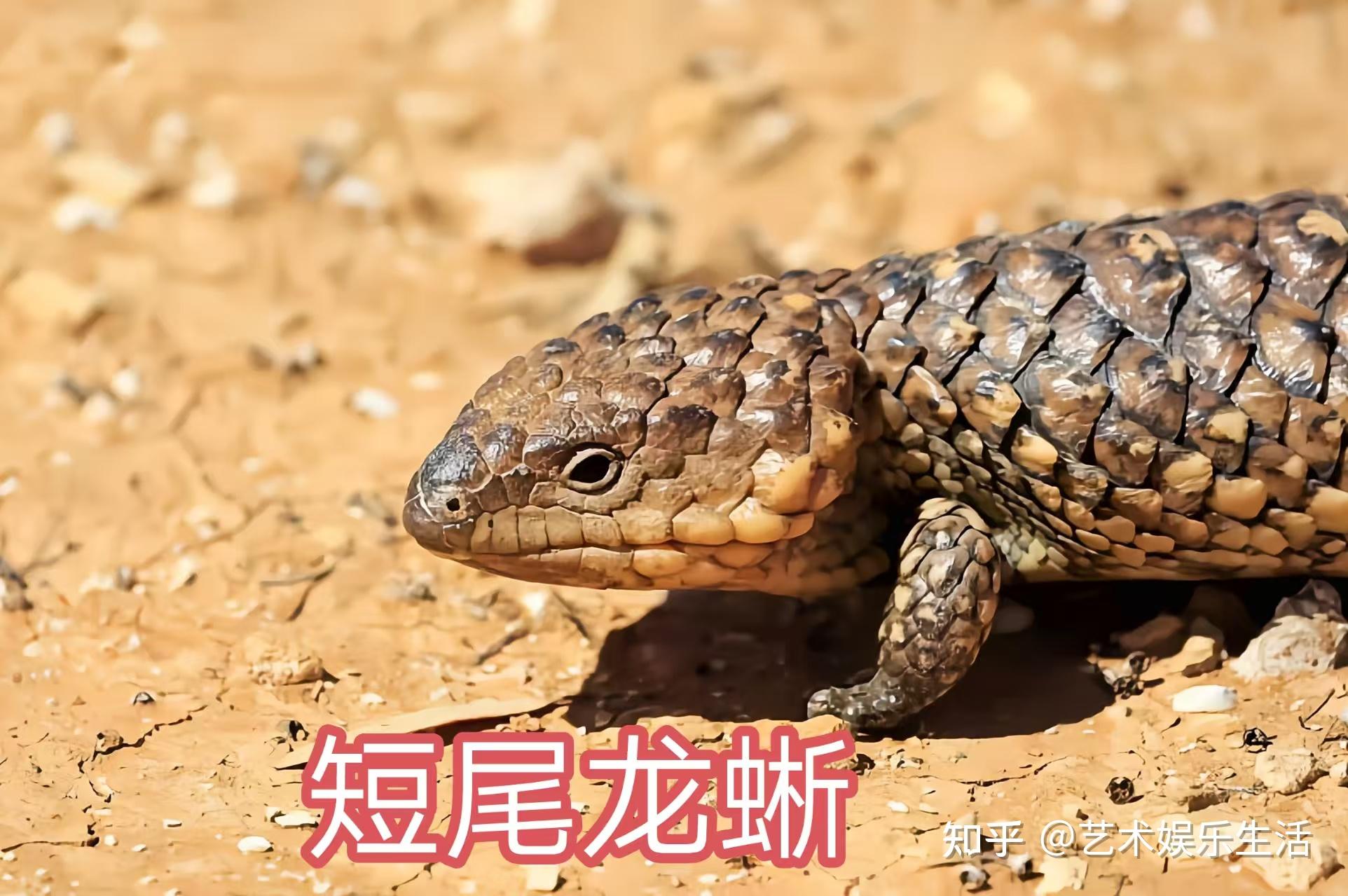 31种国家重点保护的爬行类动物 - 知乎