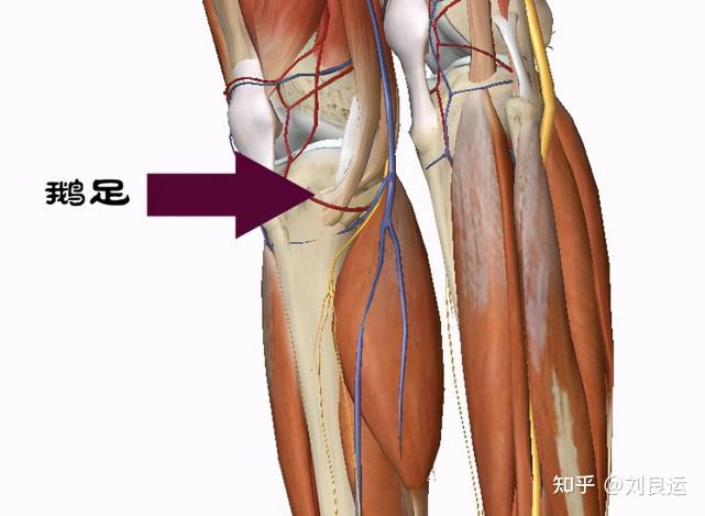膝盖内侧疼痛怎么回事图片