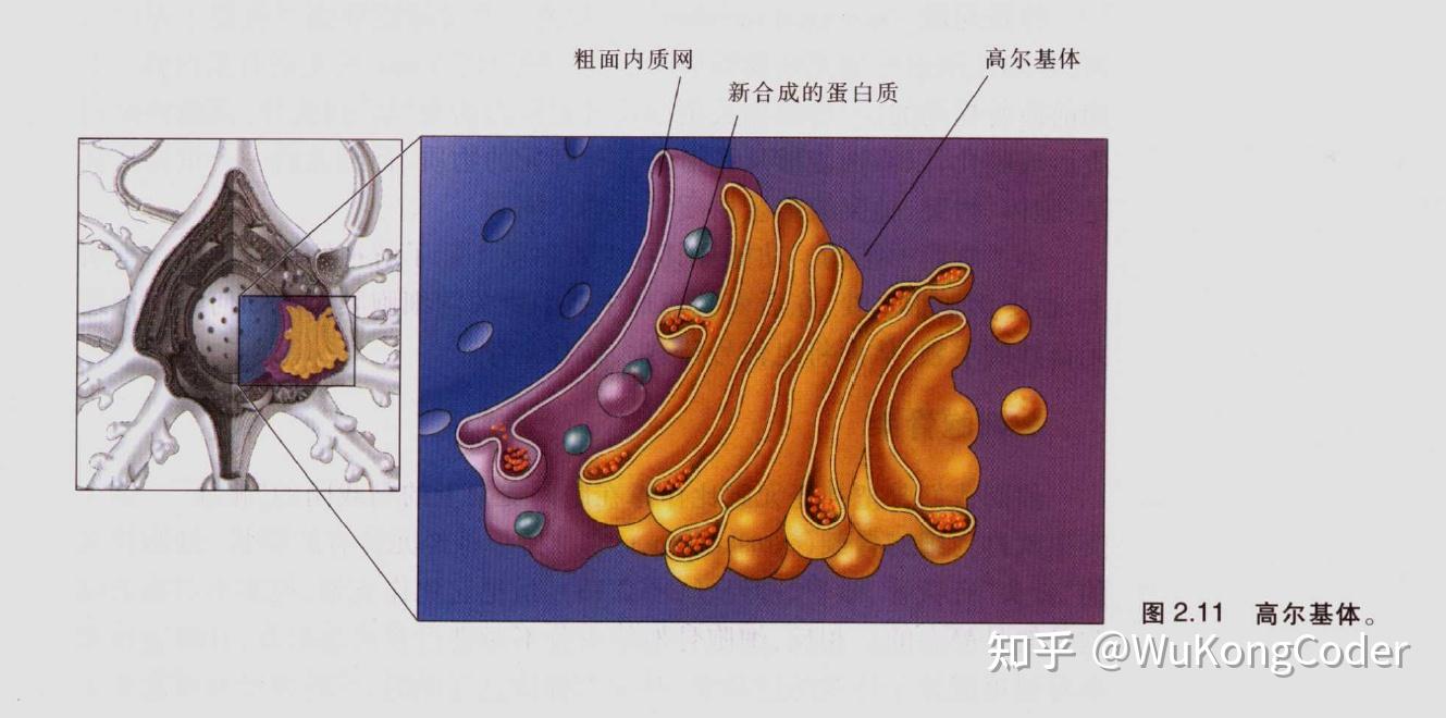 神经科学探索脑第二章神经元和神经胶质细胞