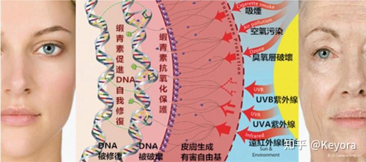 浅谈 - 皮肤的 光老化 - 知乎