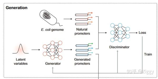 [论文研读]Synthetic promoter design in Escherichiacoli based on a deep ...