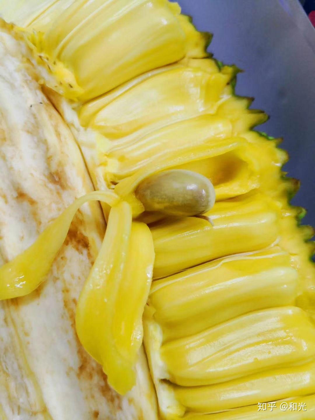 【第17篇】菠萝蜜的正确切法吃法，菠萝蜜的核，菠萝蜜剥法 - 知乎