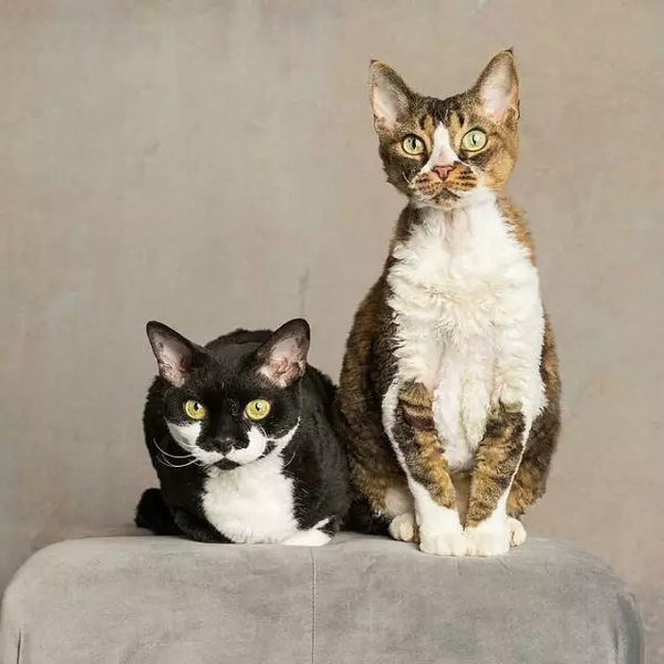 科普 | 德文卷毛猫,号称帝王猫! - 知乎