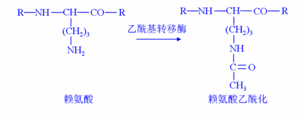 蛋白修饰系列——乙酰化抗体 - 知乎