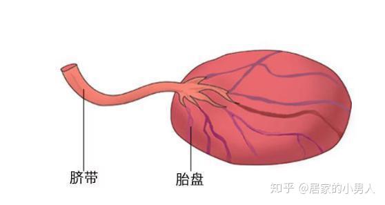 前壁胎盘、前置胎盘……关于胎盘的术语你读懂了吗? - 知乎