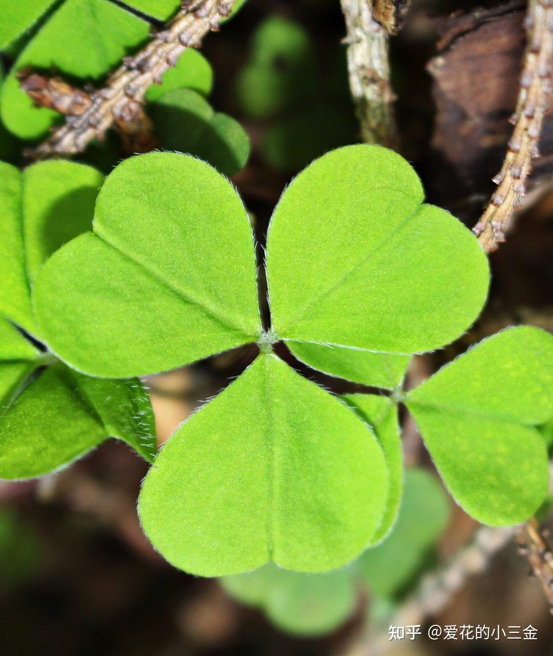 酢浆草:四叶草?幸运草?它们只是长得像!