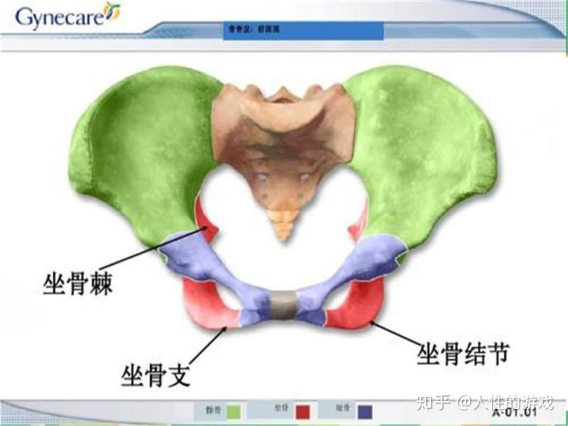 脊柱与脊椎骨盆骶dǐ骨髋kuān骨坐骨耻骨胯骨