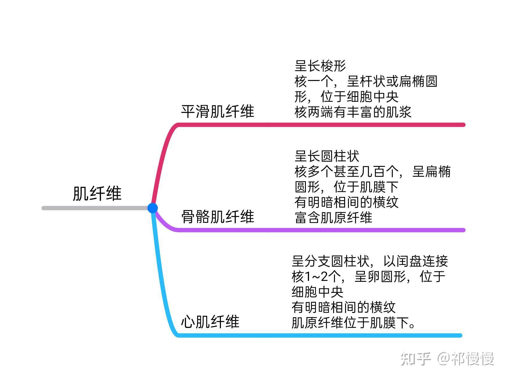 组织学与胚胎学思维导图