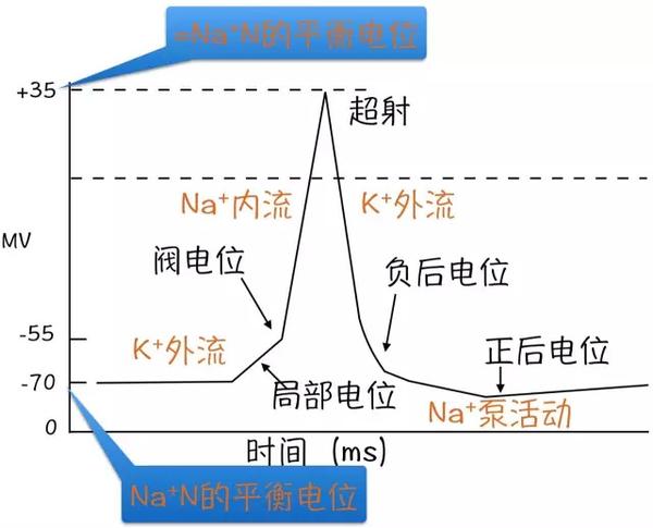 心肌细胞电活动电位图 第1页 要无忧健康图库