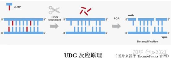 科普|核酸扩增试剂常用酶