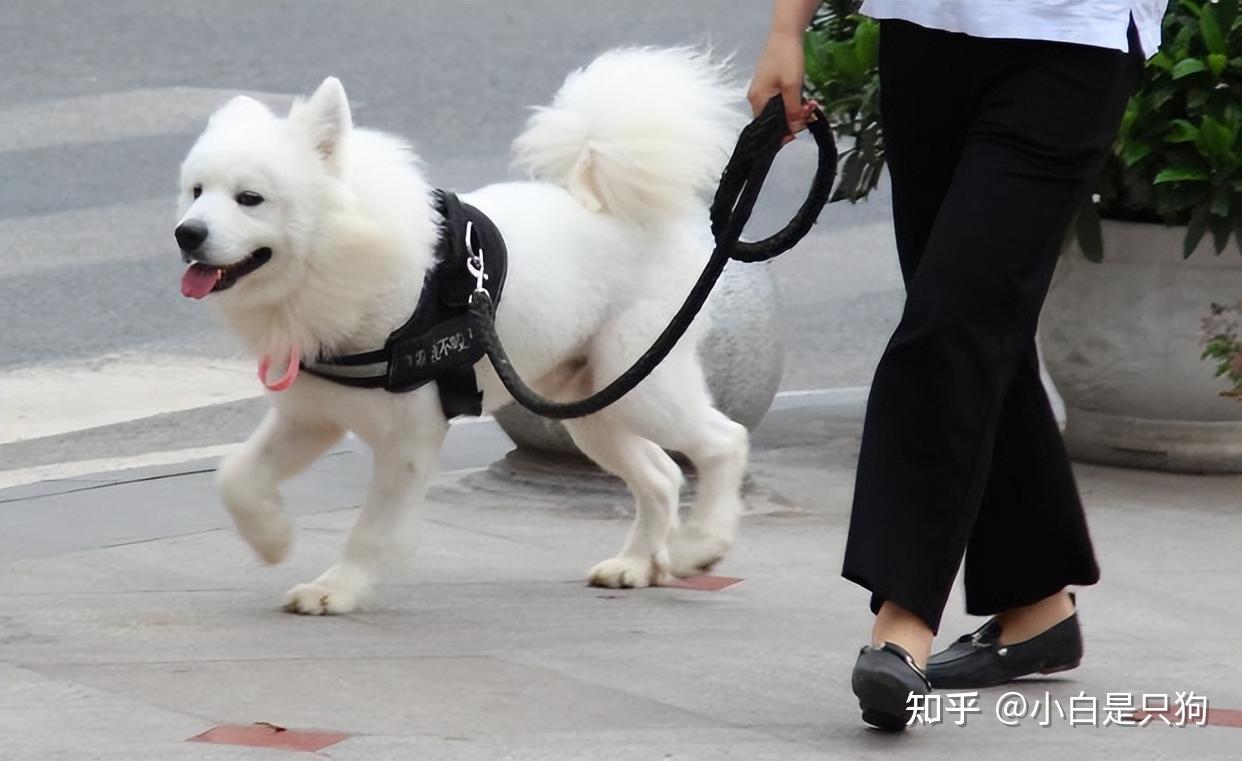 遛狗不对，狗狗受罪！教你如何正确遛狗 - 知乎